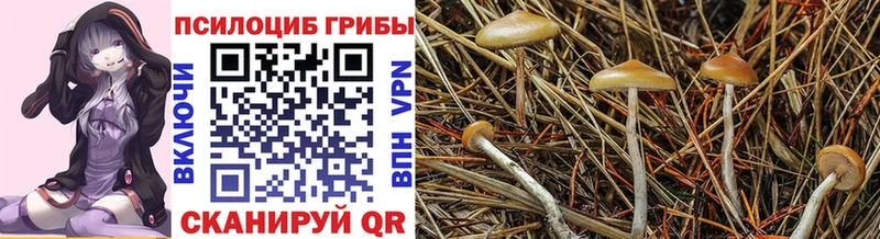 продажа наркотиков Лаишево Псилоцибиновые грибы Cubensis